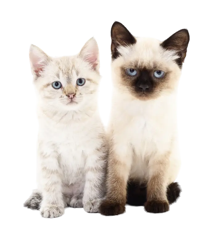 Dos gatitos de Bigotitos La Cala