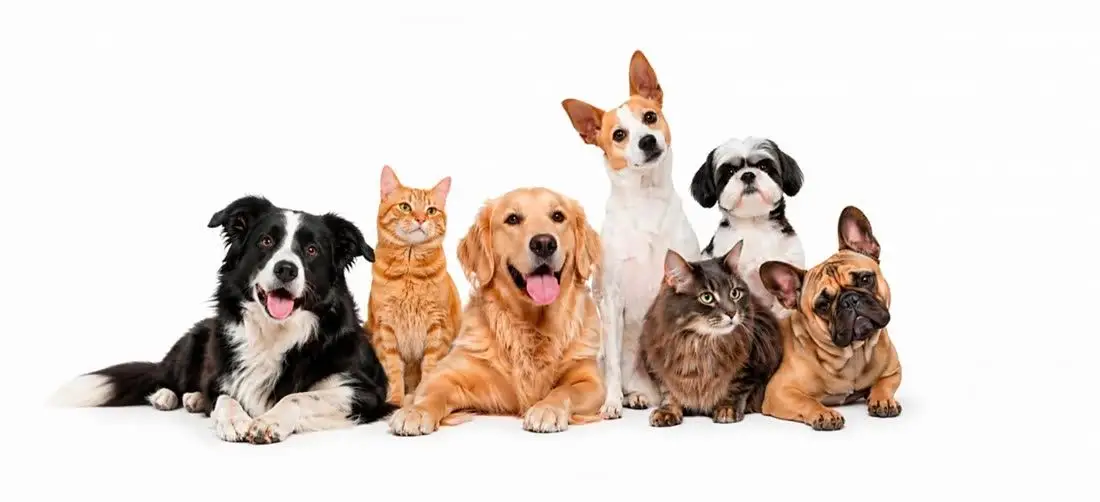 Familia peluda de Bigotitos La Cala
