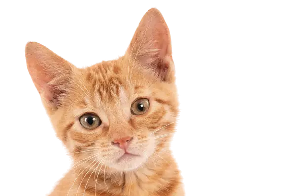 Gato tranquilo en una sala libre de estrés
