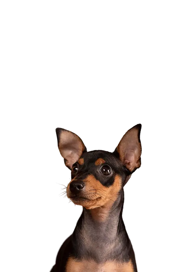 Perro saludable y feliz