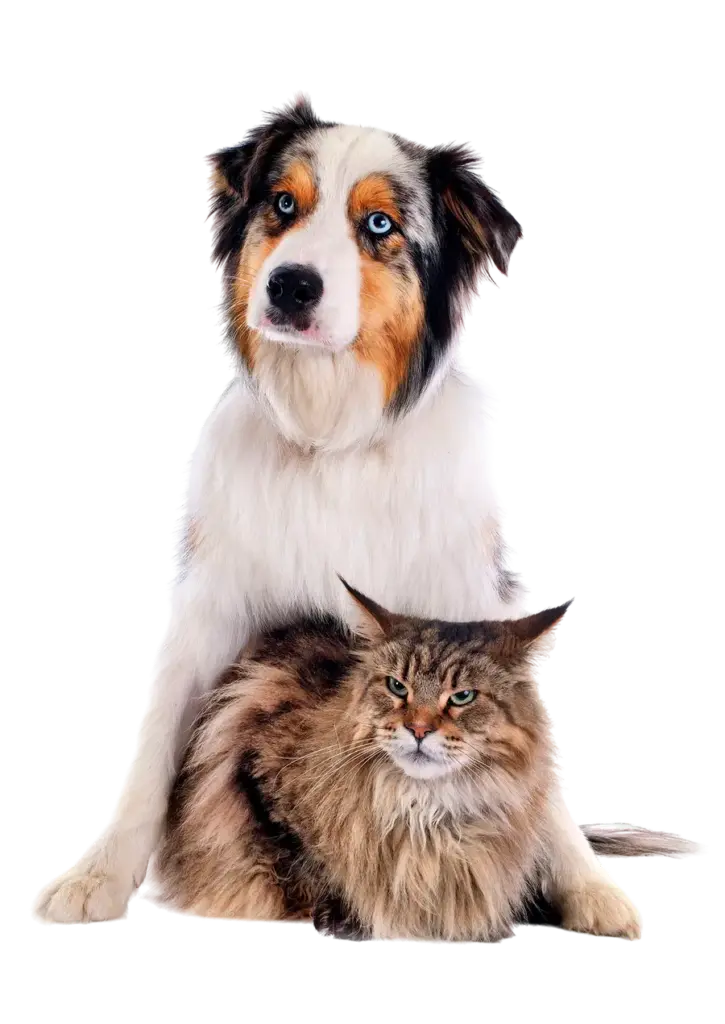 Ilustración de un perro y un gato juntos