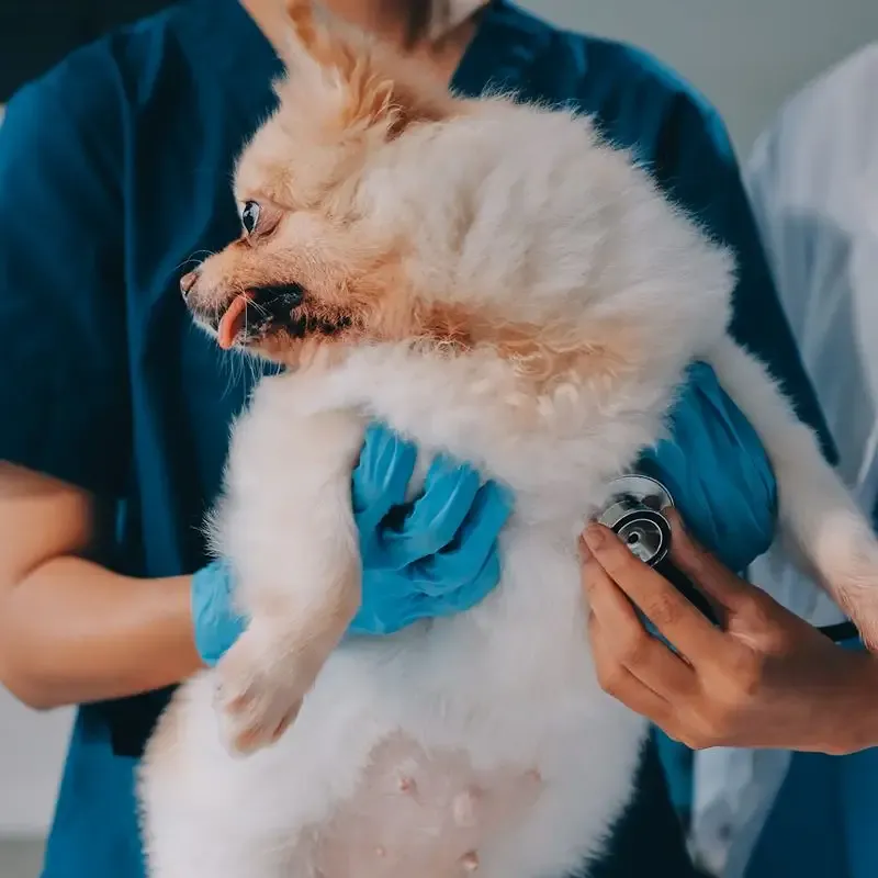 Veterinaria sonriente con un perro blanco en brazos durante la consulta