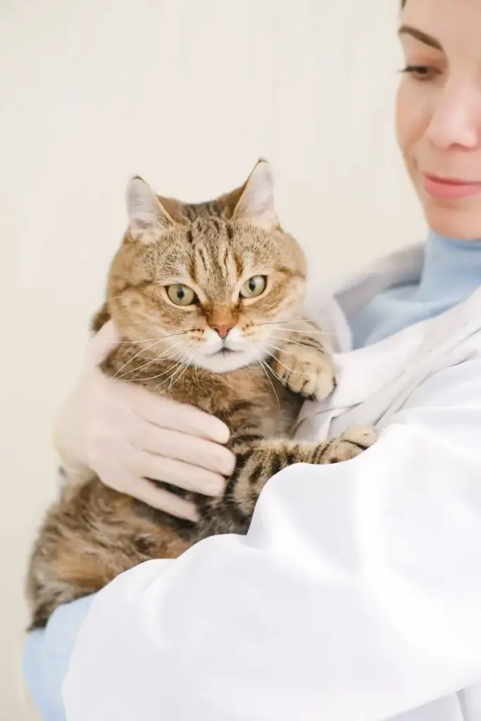 Veterinario auscultando a un perro pequeño